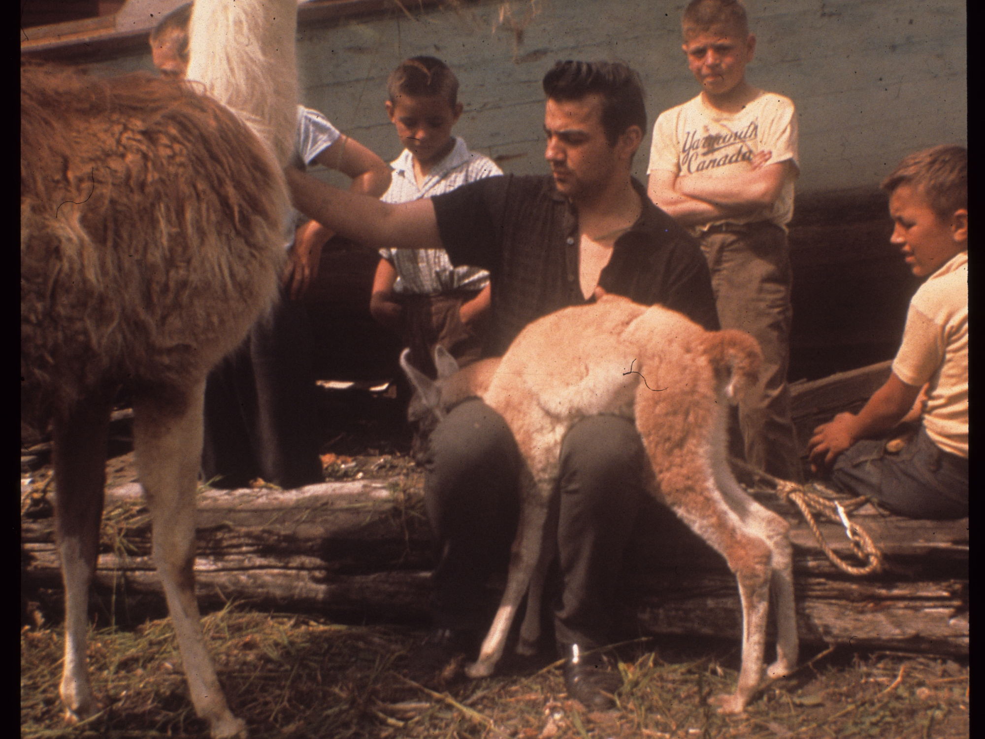 A man holding two llamas. 