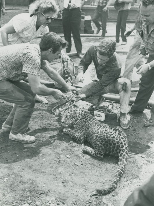 Following two performances at the local exhibition ground, the Fleurus caught fire at the wharf with all of the animals on board. Apart from one zebra, every animal on board was saved.